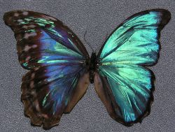Morpho menelaus gynandromorph (118) (Internet Image property of respective owner, non-commercial use only)